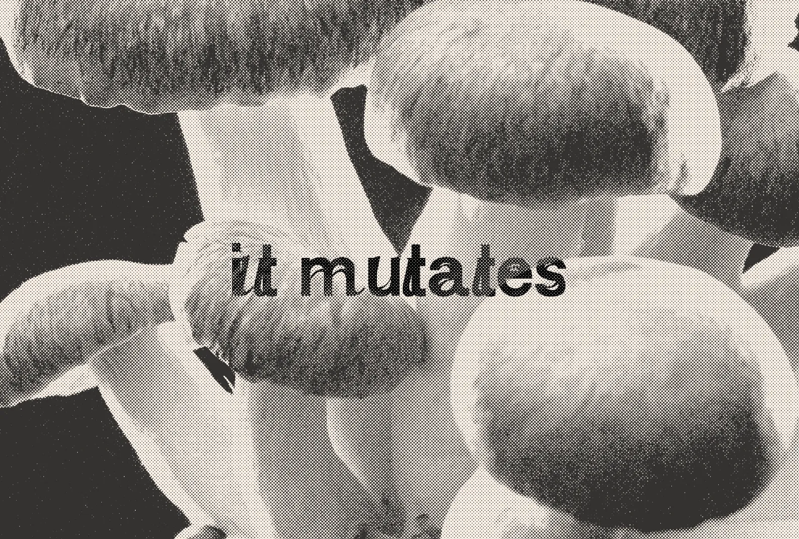 Image du projet parkerette